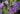 Duranta-flowers-and-leaves