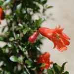 Punica Granatum (Punca Granatum)- Apulia Plants