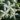 Rhyncospermum – Apulia Plants
