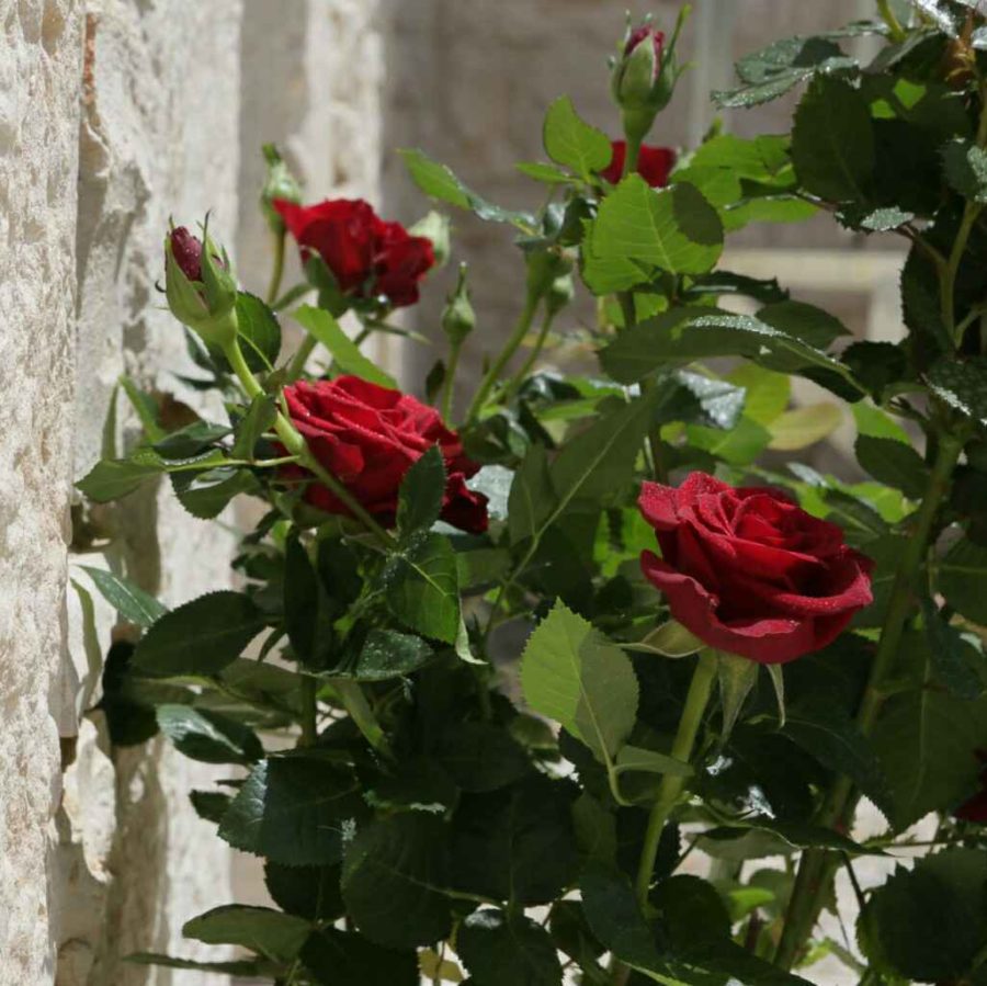 Rosa - Apulia Plants