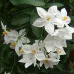 Solanum Jasminoides - Apulia Plants