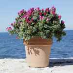 Mesembryanthemum - Apulia Plants