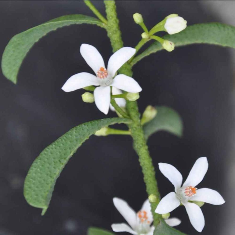 philoteca - apulia plants